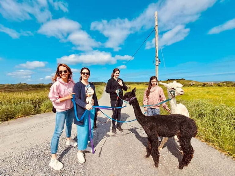 Loop Head: Alpaca Experience with Walk and Wool Spinning - Why This Experience Offers Good Value