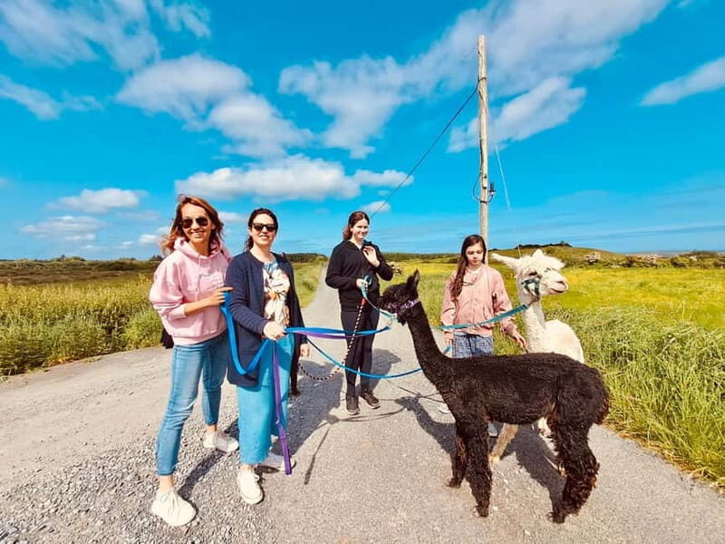 Loop Head: Alpaca Experience with Walk and Wool Spinning - Why This Experience Offers Good Value