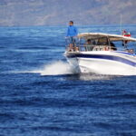 Los Gigantes: Whale or dolphin watching and swimming tour in Masca - What’s Included and What to Consider