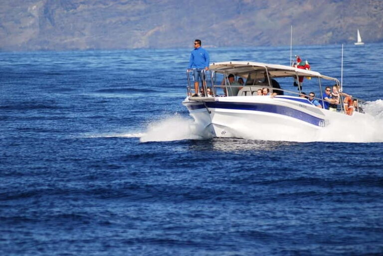 Los Gigantes: Whale or dolphin watching and swimming tour in Masca - What’s Included and What to Consider