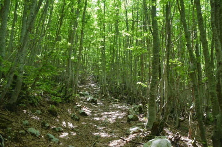 Loven Hiking Private Tour - Transport and Group Dynamics