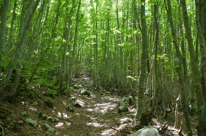 Loven Hiking Private Tour - Transport and Group Dynamics