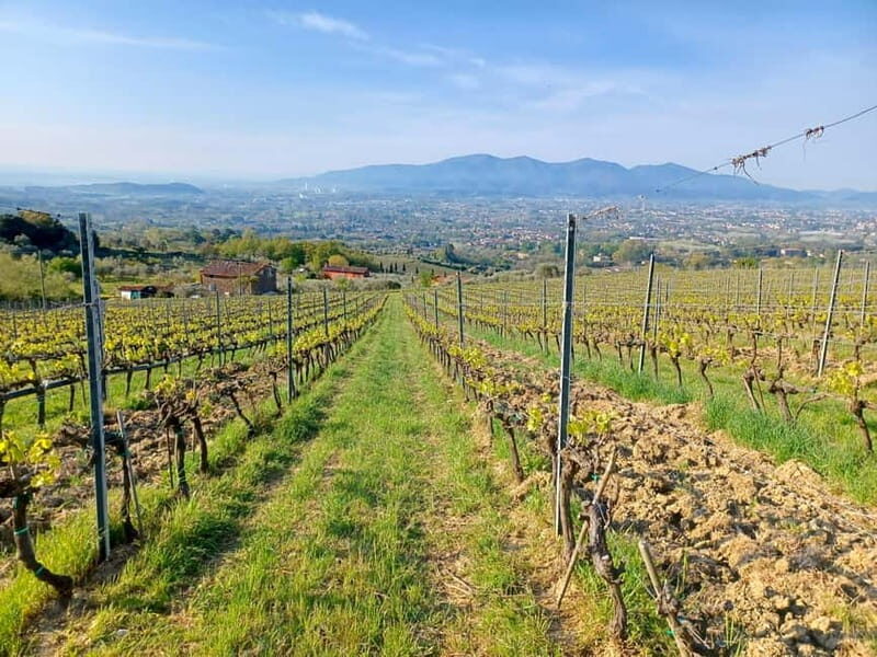Lucca: Azienda Agricola San Pietro Winery Tour with Tasting - Why This Tour Is Worth Considering