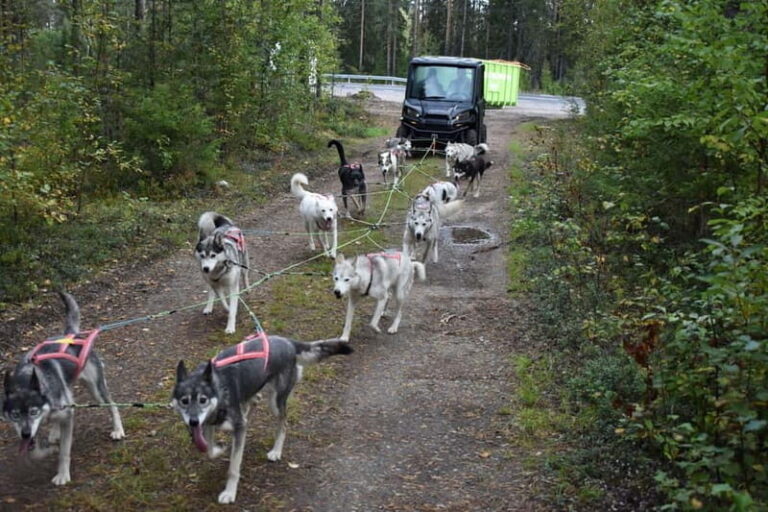Luleå: Training Husky Team - Authentic Experiences and What You Will Take Away