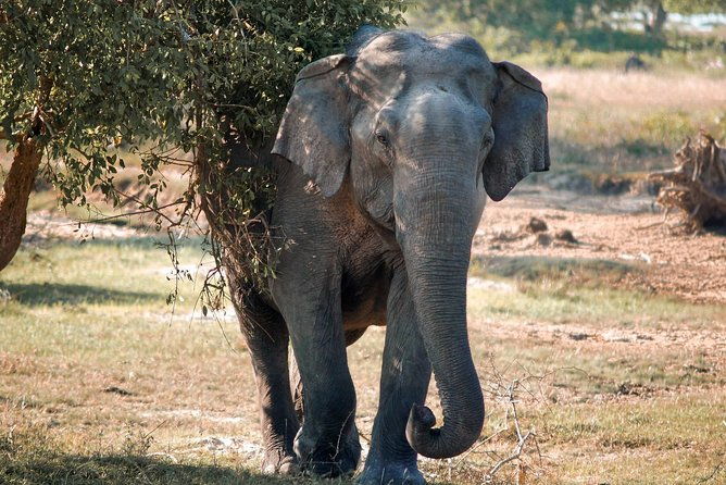 Lunugamvehera National Park Private Safari - Key Points