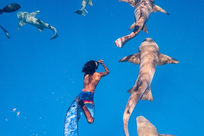 Maafushi: Ship wreck & Nurse shark snorkeling with Dolphin watching - Practical Details & Tips