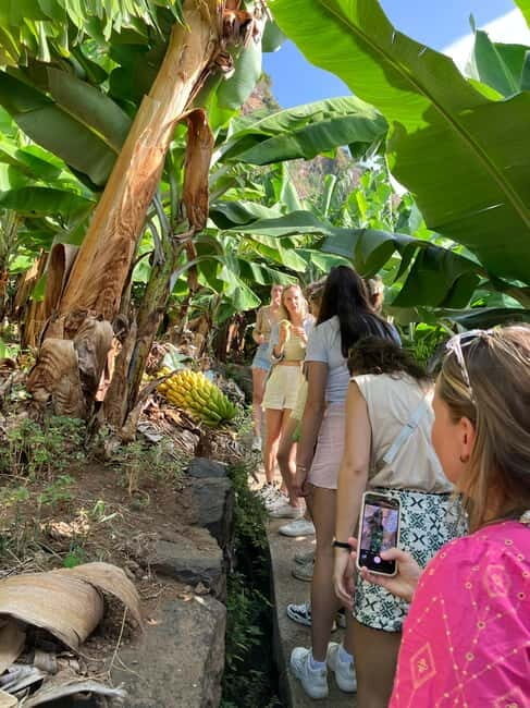 Madeira: Banana Plantation Guided Tour with Tasting - Practical Details: What You Need to Know