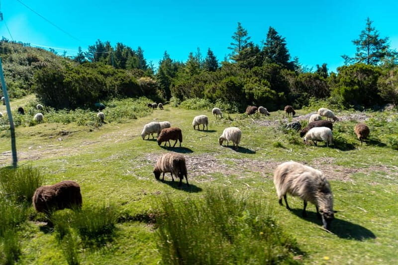 Madeira: Santana Jeep Safari and Balções Levada Walk - Practicalities and What to Expect