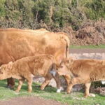 Madeira West Island Full-Day Tour with Fanal Forest - The Practicalities: What You Need to Know
