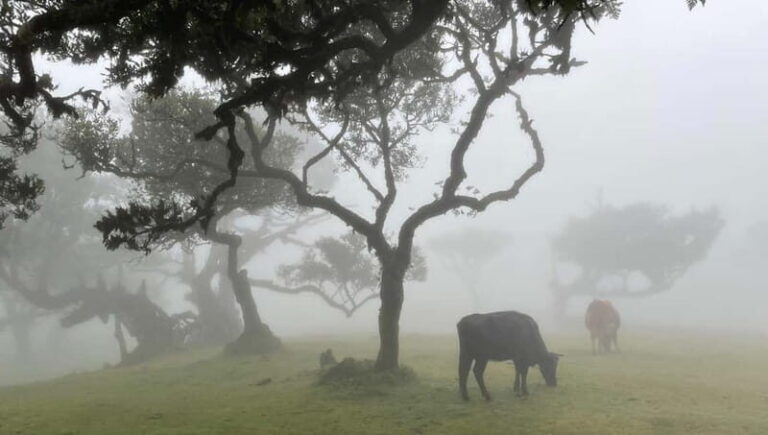 Madeira: Westside Achadas Cruz, Moniz, Seixal and Fanal - A comprehensive look at what this tour offers