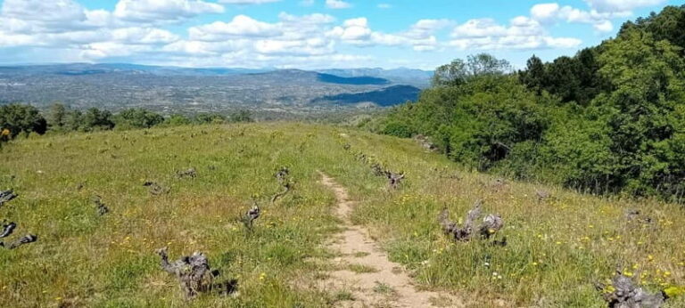 Madrid Winery Tour with Tasting & Sommelier Guide - Who This Tour Is Best For
