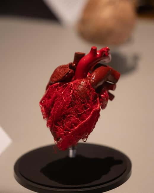 Magdeburg: Ticket for the BODY WORLDS exhibition - Practical Details: Booking, Timing, and Accessibility