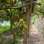 Maiori: Hiking Tour to A Lemon Farm with Lemon Tastings - What makes this tour special