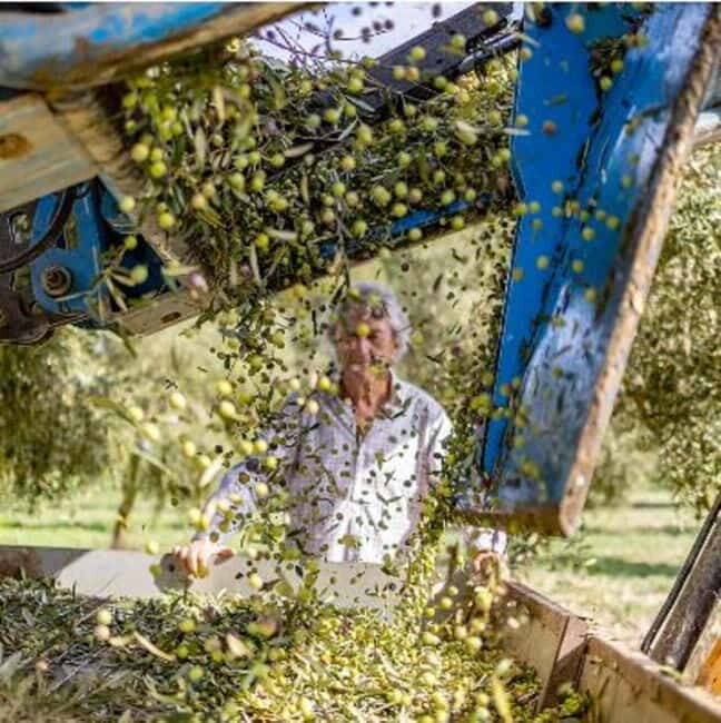 Mallorca: Bodega & Olives Minibustour with wine/oil tasting - Detailed Itinerary Breakdown and What to Expect