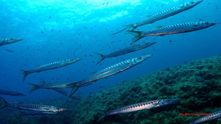Mallorca: Discover Scuba Diving from the boat - Who This Experience is Perfect For