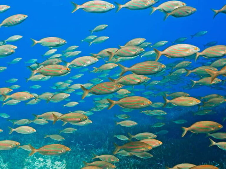 Mallorca: Snorkeling tour with instructor from a boat in a hidden bay - An In-Depth Look at the Mallorca Snorkeling Experience