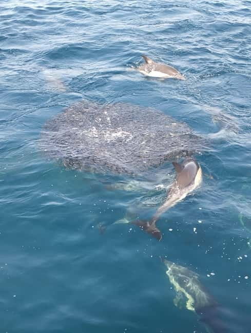 Marbella: Puerto Banús Boat Rental without License Needed - Who Will Love This Experience?