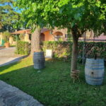 Maremma: Oil tasting with picnic among the olive trees - Practical Details and What to Expect