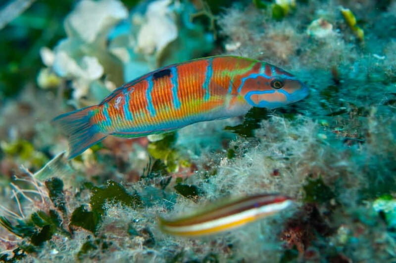 Marina di Campo: diving on the island of Elba - Why This Tour Represents Great Value