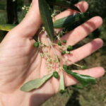 Marliana: Tuscan Olive Oil Tour with Dinner - Practical Details & What Makes It Worth It