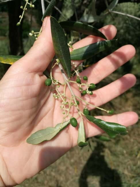 Marliana: Tuscan Olive Oil Tour with Dinner - Practical Details & What Makes It Worth It