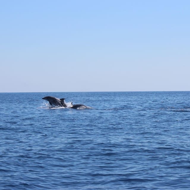 Marsaskala: Dolphin Watching Boat Tour - Authentic Experiences and Traveler Insights