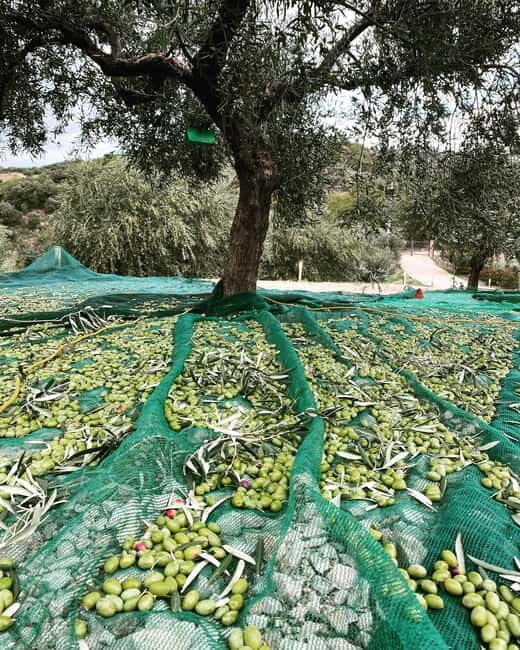 Matera: Olive harvest with brunch and visit to the mill - What Makes This Tour Unique?