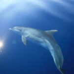 Medulin: Full-Day Boat Tour of the Archipelago w/ Lunch - Practicalities and Considerations