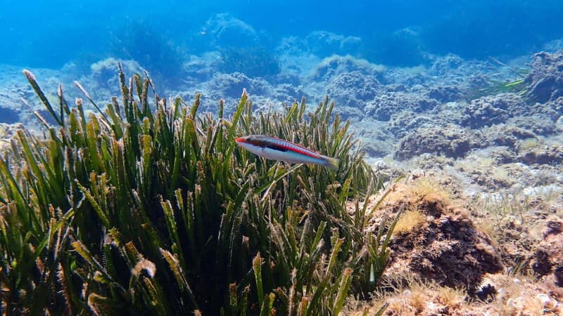 Menorca: Cala Galdana Try Scuba Diving for Beginners - The Value of a Short, Guided Underwater Adventure