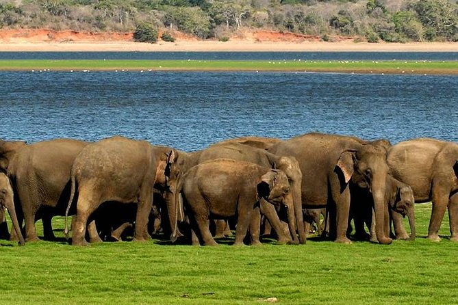 Minneriya Elephant Safari wth Sigiriya Lion Rock from Colombo - An Introduction to the Tour Experience