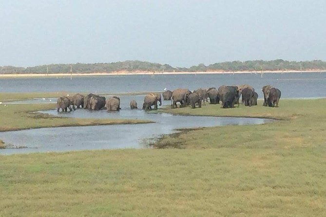 Minneriya National Park private safari - Exploring the Minneriya National Park Private Safari: A Practical Guide