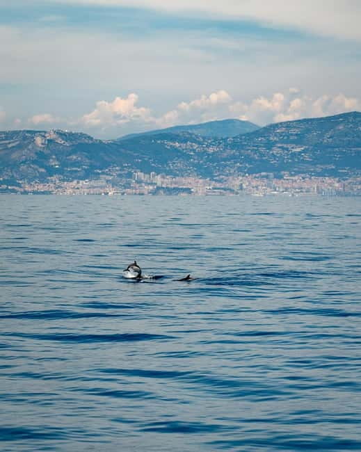 Monaco : Cetacean Watching Boat Cruise