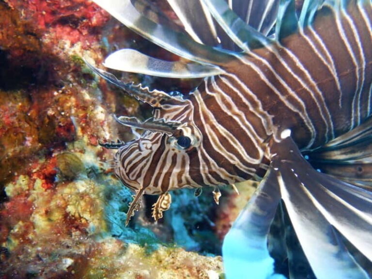 Mononaftis: Certified Scuba Diving - What to Expect During Your Dive