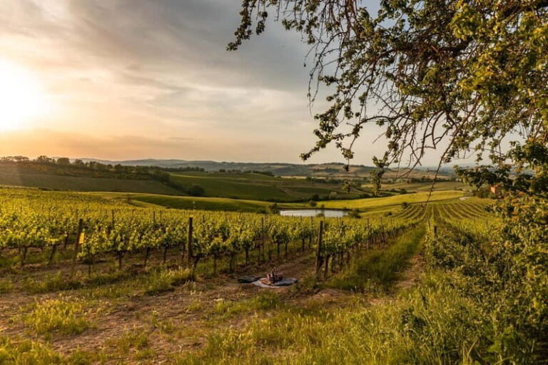 Montalcino: Vineyard Picnic with Rosso di Montalcino Wine - The Experience: What You Can Expect
