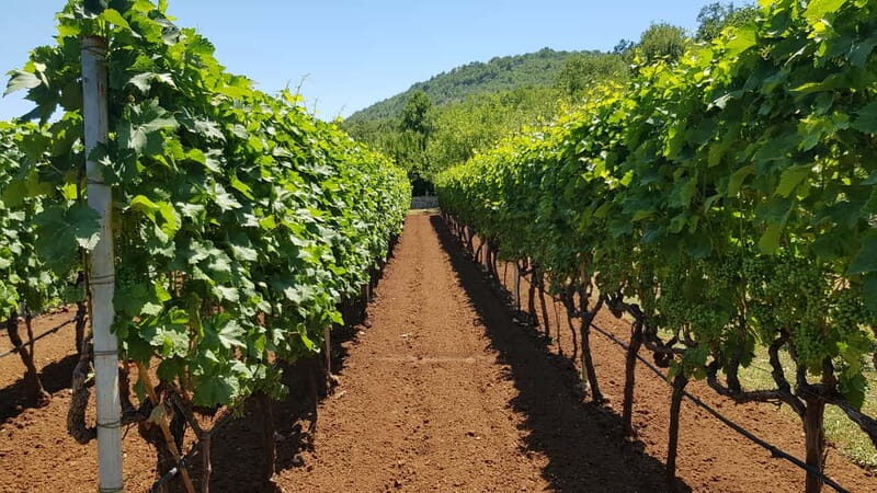 Montenegro: Nature, Locals & Wine Tour - The Experience: What Youll Actually Do