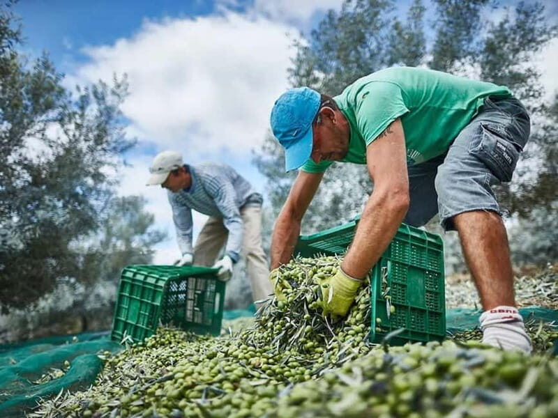 Monterosa Olive Grove: Visit to the Mill & Olive Oil Tasting - Final Thoughts