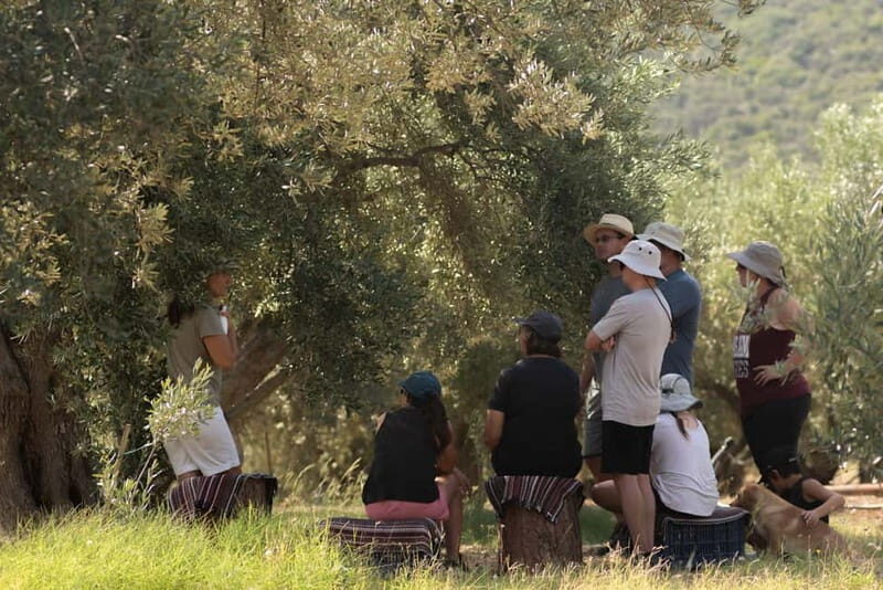 Nafplio: Olive Oil Estate Tour and Tasting - What This Tour Means for You