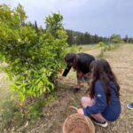 Near Cagliari: Wild Herbs and Healing at "In Our Garden" - The Itinerary: What to Expect on the Tour
