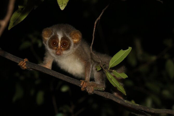 Night Hike to see Elusive & Rare Loris in Sigiriya - Night Hike to see Elusive & Rare Loris in Sigiriya: An In-Depth Review