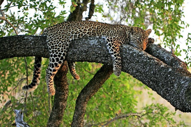 Night Safari Tour with Transfer - Key Points