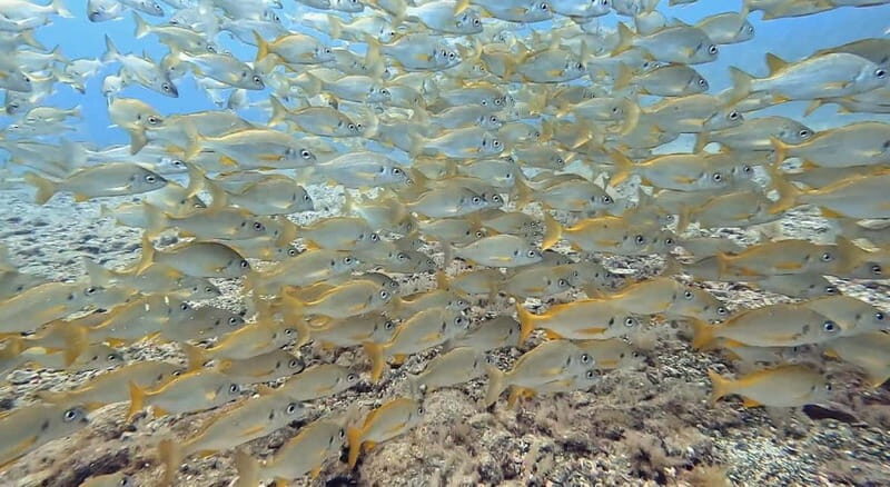 No Experience Needed-Discover Scuba Diving with Pickup - Breaking Down the Itinerary