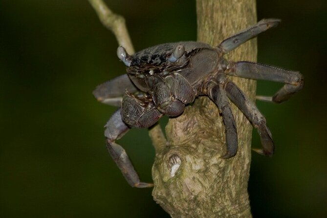 Nocturnal Secrets: A Mangrove Adventure - Nocturnal Secrets: A Mangrove Adventure – An Honest Review