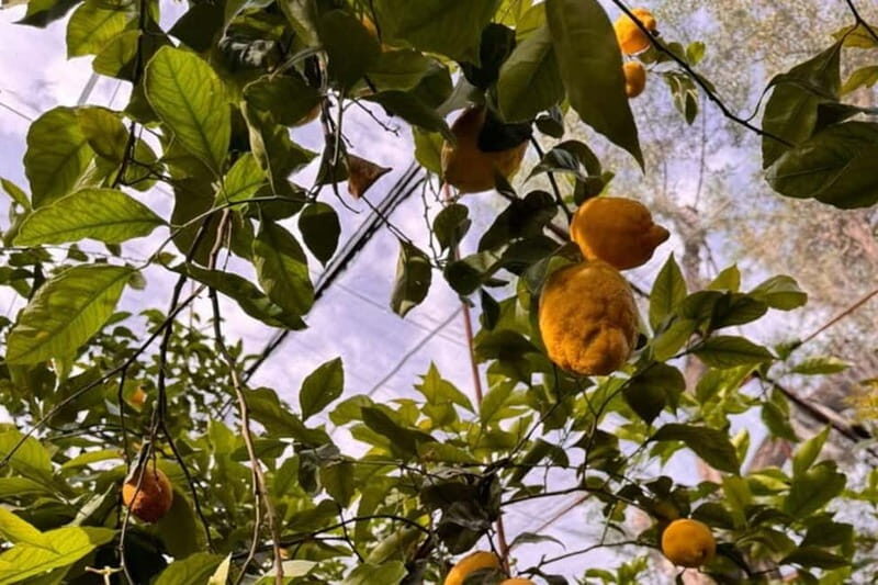 Nonna Concettina Sorrento lemon tour Lemon Tour - Authenticity and Unique Insights