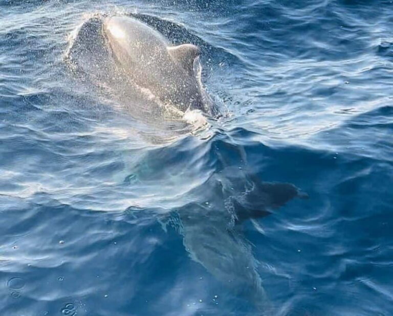 NP Brijuni Island Swimming & Dolphin Watching Sunset Cruise - The Itinerary: What to Expect from Start to Finish
