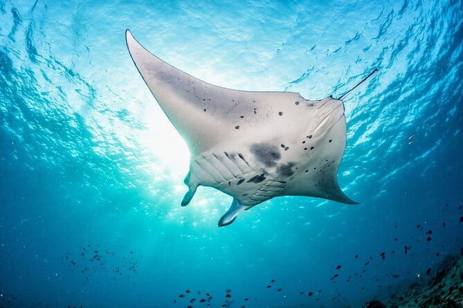Nusa Lembongan Snorkeling with Manta Bay & Island Tour from Bali - Key Points  