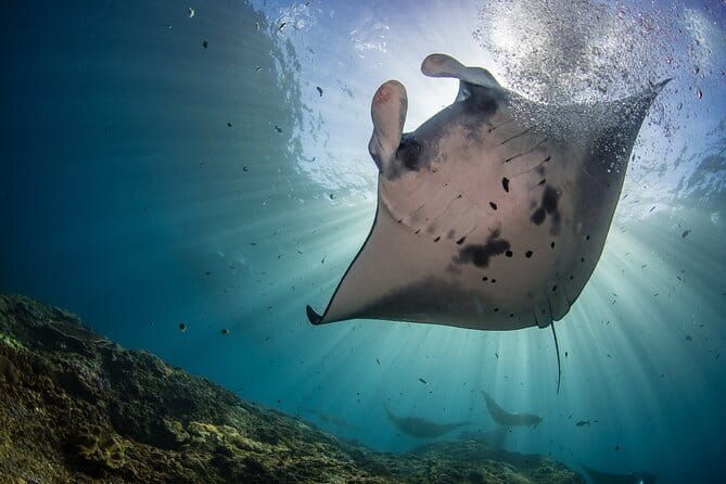 Nusa Penida Snorkeling Trip Manta Point Gamat Bay and Wall Bay - Key Points