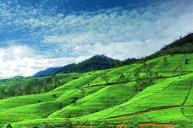 Nuwara Eliya Day Tours with Sri Lanka Friendly Driver - An Authentic Day in Nuwara Eliya: What to Expect