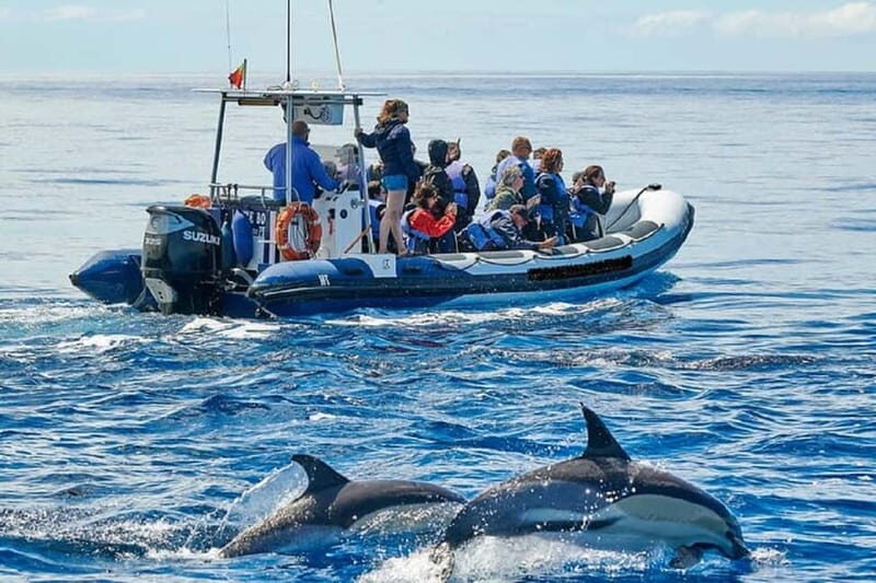 Observation of whales and dolphins in island Pico - Detailed Breakdown of the Itinerary
