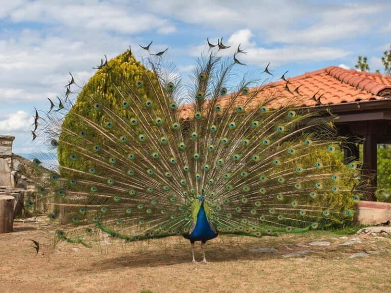 Ohrid & Traditional Village: Private Tour from Tirana/Durres - The Practicalities: What You Need to Know
