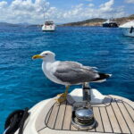 Olbia: Boat tour to watch Dolphins and snorkeling - The Itinerary: What to Expect